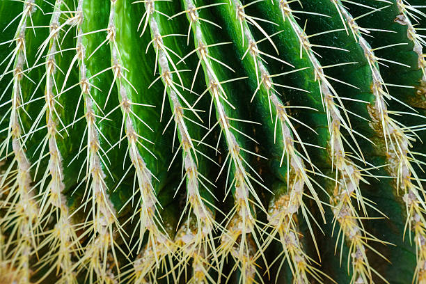 istock Beautiful Close-up Echinocactus Grusonii Spine 500507200