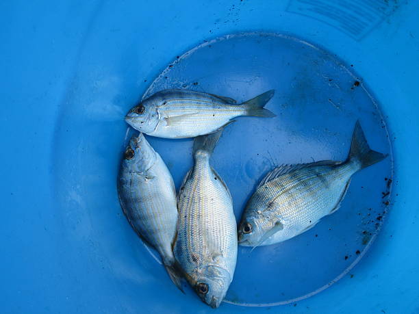 istock FISHES IN BLUE BUCKET 500507204