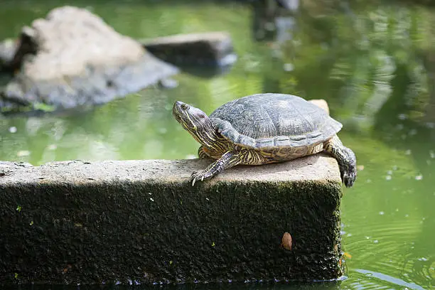 Photo of Turtle in a pond