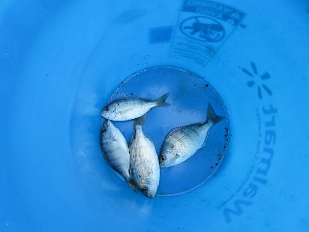 istock FISHES IN A BLUE BUCKET 500507538