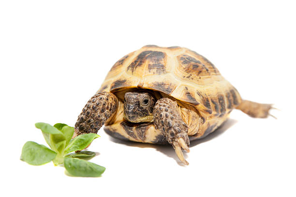 istock Russian or Central Asian tortoise on white 500508227