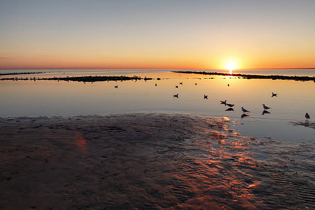 istock baltic sea beach with seagulls in sunset 500508692