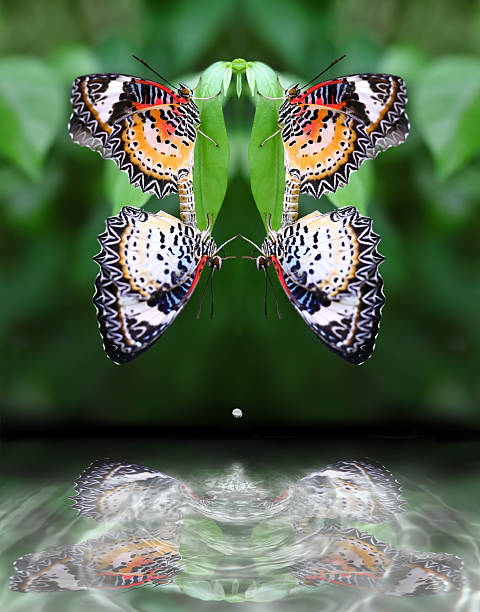 istock Butterflies are breed in the park. 500508791