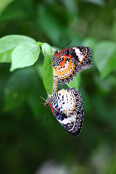 istock Butterflies are breed in the park. 500508809
