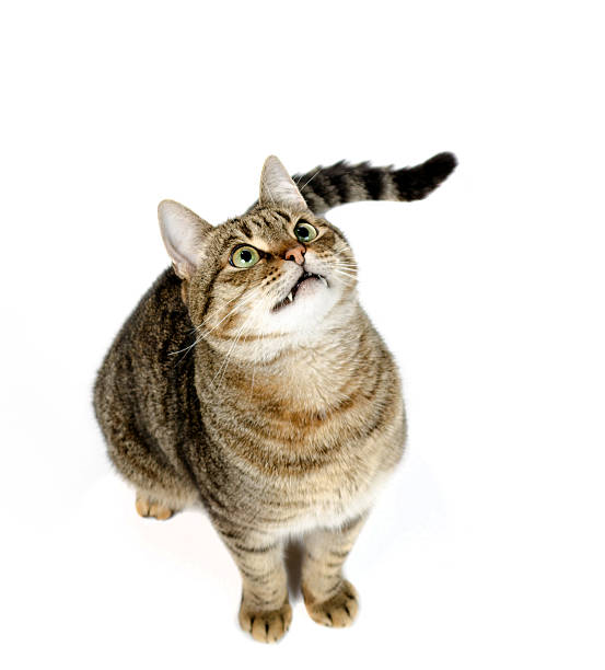 istock Beautiful cat sitting on a white background 500509001