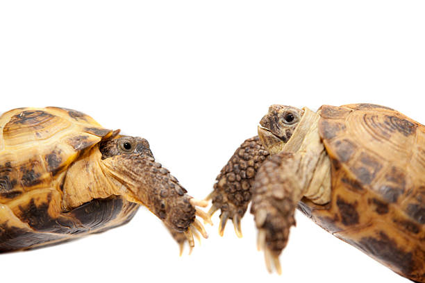 istock Russian or Central Asian tortoise on white 500509233
