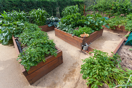 Raised wooden vegetable garden beds with healthy vegetables growing.