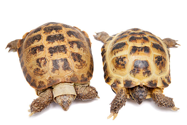 istock Russian or Central Asian tortoise on white 500509451