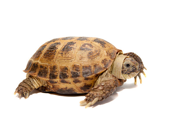 istock Russian or Central Asian tortoise, 30 years old 500509481