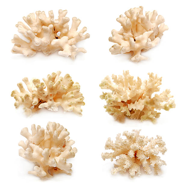 istock Collection of coral 500509491