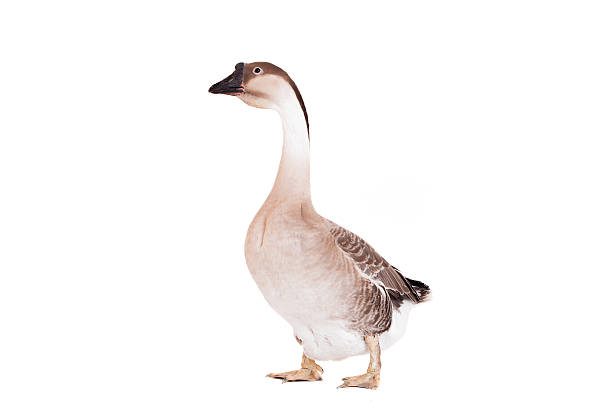 istock Brown domestic goose on white 500509559