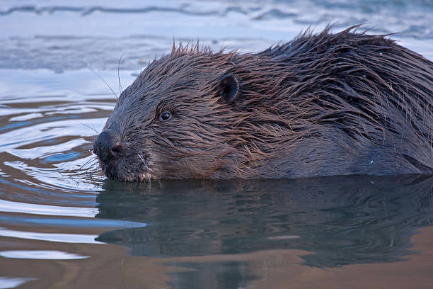 istock Close-up of beaver 500509619