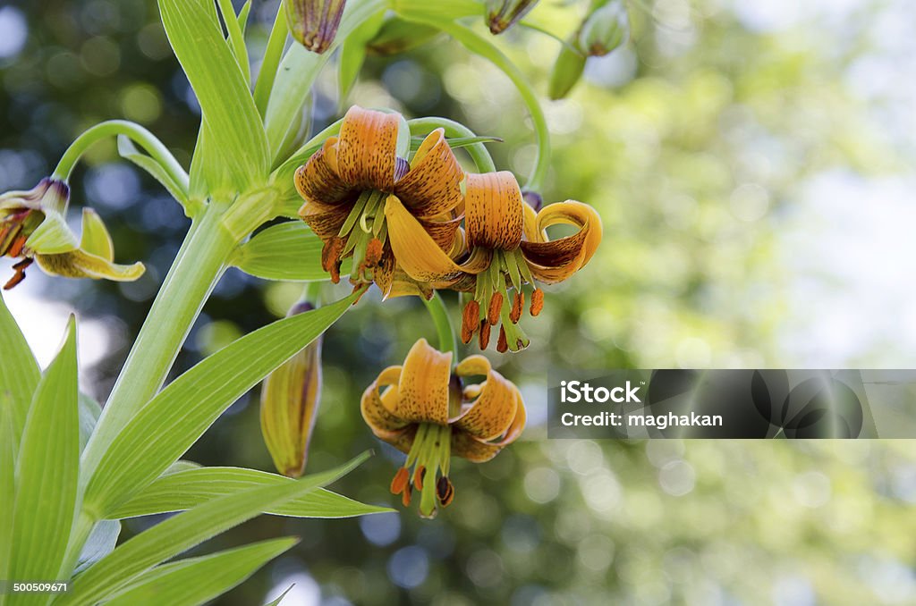 Lily (Lilium carniolicum) - Foto de stock de Amarelo royalty-free