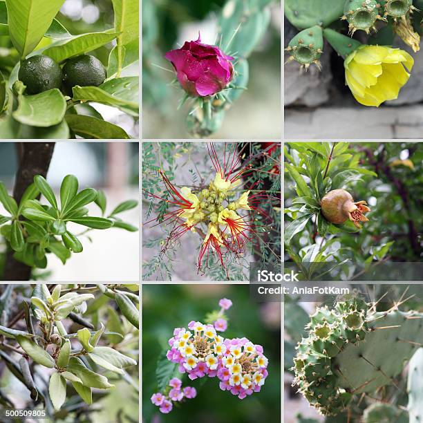 Croatian Plants Stock Photo - Download Image Now - Cactus, Croatia, Flower Head
