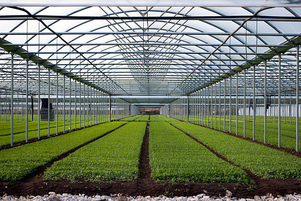 istock Field of greenhouse 500510754