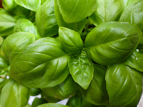 Many fresh green basil leaves and flowers in a sunny summer organic garden, healthy vegan herbs photographed with soft focus