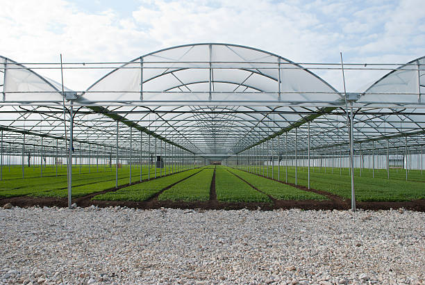 istock Field of greenhouse 500510890