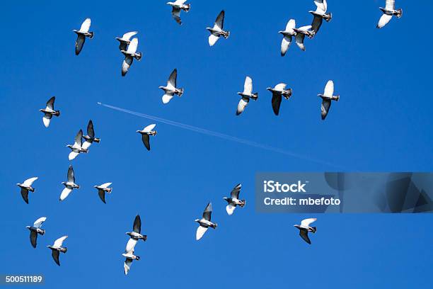 Pigeons Enjambre Con Rayas De Un Avión Foto de stock y más banco de imágenes de A ver pájaros - A ver pájaros, Ala de animal, Animales salvajes