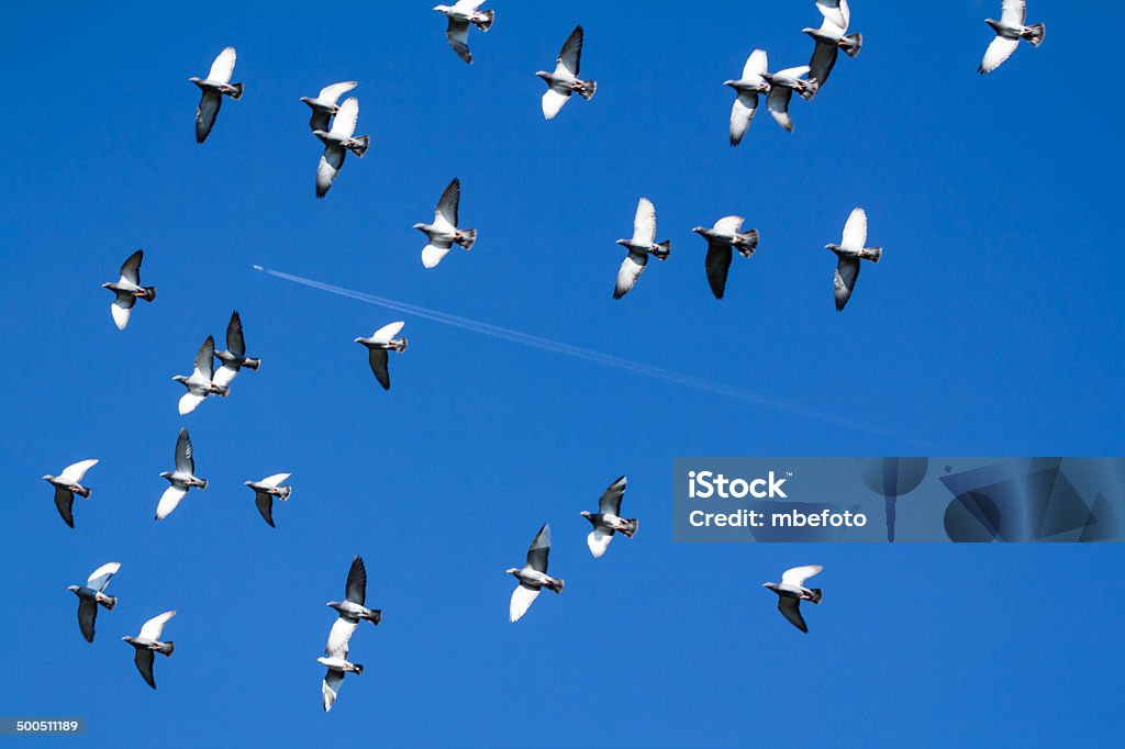 pigeons swarm с полосками из Самолет - Стоковые фото Белый роялти-фри