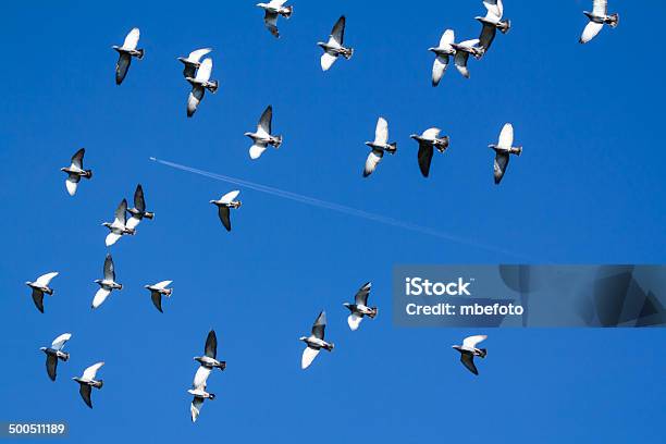 Pigeons Swarm С Полосками Из Самолет — стоковые фотографии и другие картинки Белый - Белый, Голубь, Голубь - птица