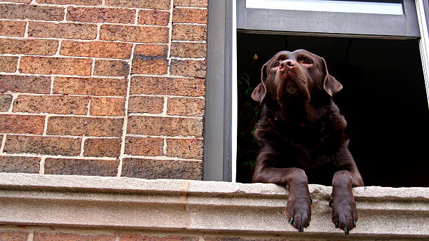 istock brown labrador retriever dog at the window 500511551