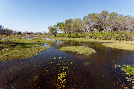 beautiful landscape in the Okavango swamps with water lilies, Okavango Delta, Botswana