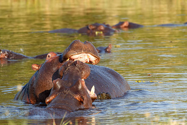 istock Two fighting young male hippopotamus Hippopotamus 500512544