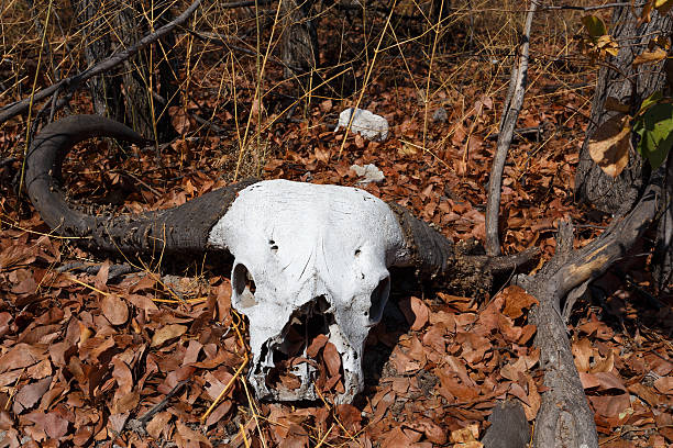 istock buffalo skull in Okavango delta landscape 500513302