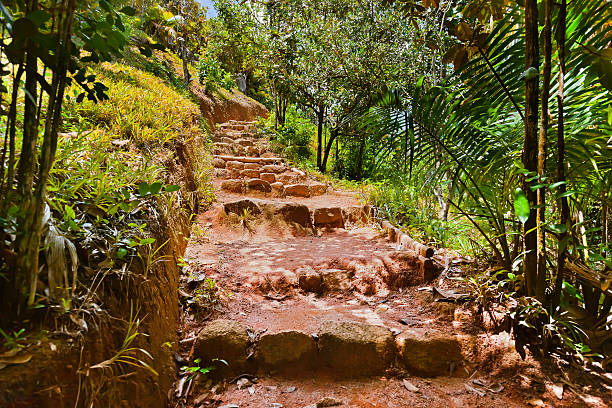 istock Pathway in jungle - Vallee de Mai - Seychelles 500514156