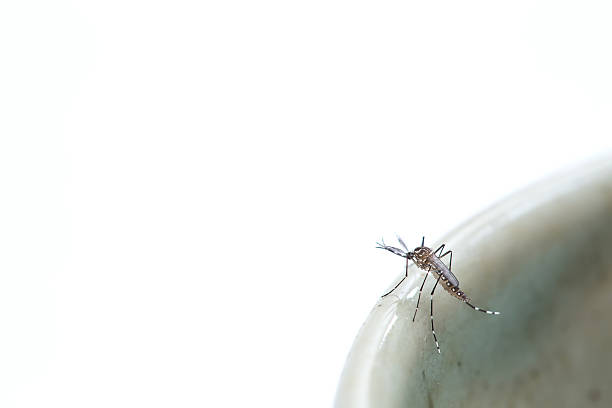 白い背景の上の蚊 - haustellum ストックフォトと画像