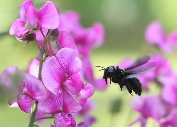 Xylocopa violacea, flying violet carpenter bee