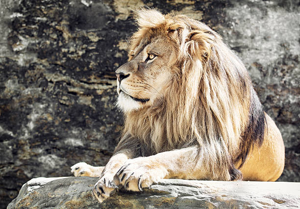 istock Barbary lion portrait (Panthera leo leo), lion king 500517824