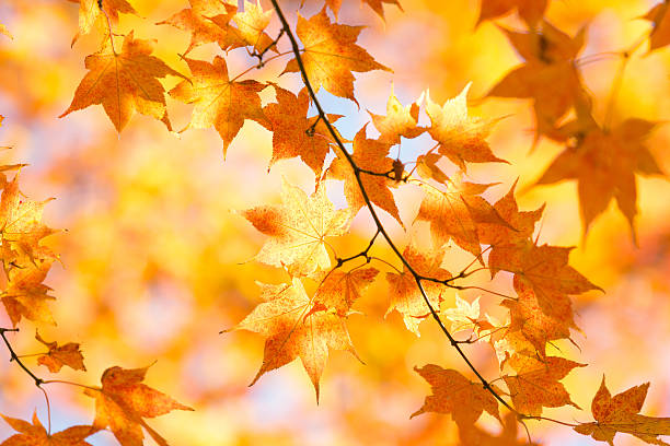istock Autumnal leaves the maple 500519508