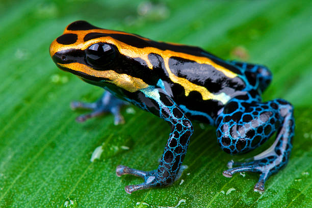 Amazon dart frog / Ranitomeya ventrimaculata The Amazon dart frog is bright,colorful, frog species found across the Amazon in Brazil,Colombia,Peru and Ecuador. poison arrow frog stock pictures, royalty-free photos & images