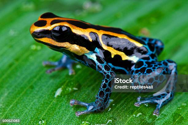 Amazon Dart Frog Ranitomeya Ventrimaculata Stock Photo - Download Image Now - Poison Arrow Frog, Frog, Amazon Region