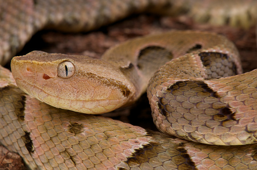 The Brazilian Lancehead a cryptic ambush predator,these snakes are responsible for many snakebites across its range.