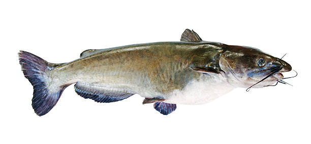 Flathead catfish Flathead catfish, isolated on white background bullhead fish stock pictures, royalty-free photos & images