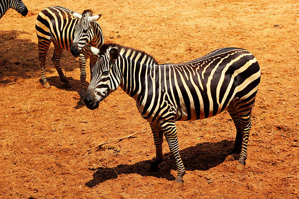 istock zebra black and white - standing on the ground. 500522211