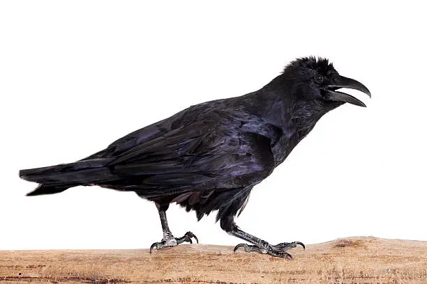 Common Raven - Corvus corax, 28 years old, isolated on white