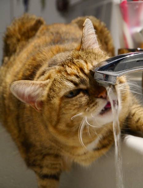 istock sweet home cats friendship hairy pets 500522489