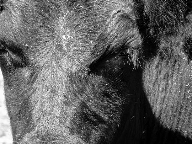 istock Bull at large in the Camargue 500522803
