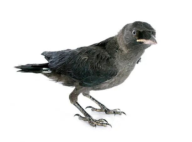 young Western jackdaw in front of white background