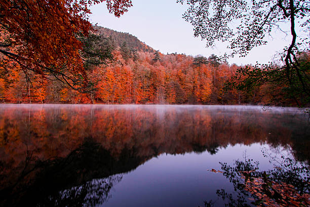 Trees Reflected in Lake stock photo