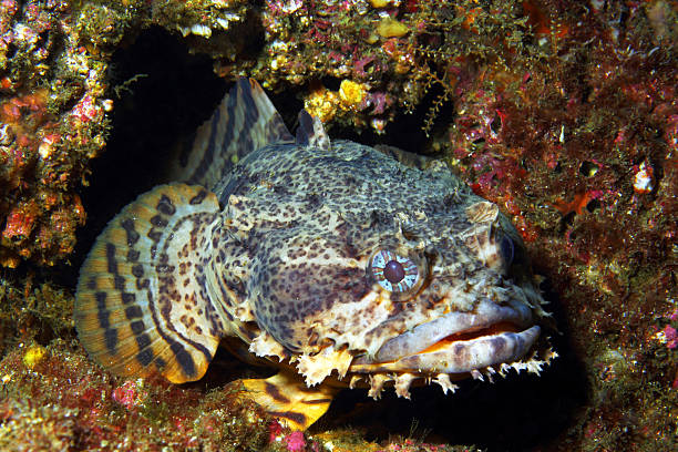 Oyster Toadfish An Oyster Toadfish waits in its lair animal lips photos stock pictures, royalty-free photos & images