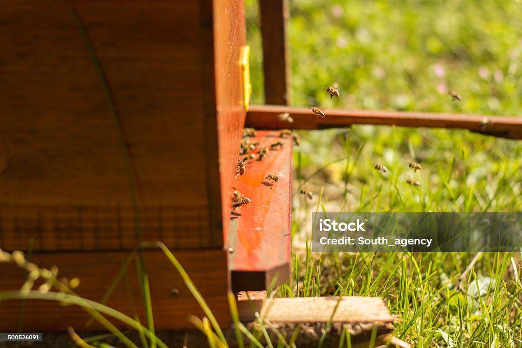 Miel bees swarming et voler autour de leur Ruche - Photo de Abeille libre de droits