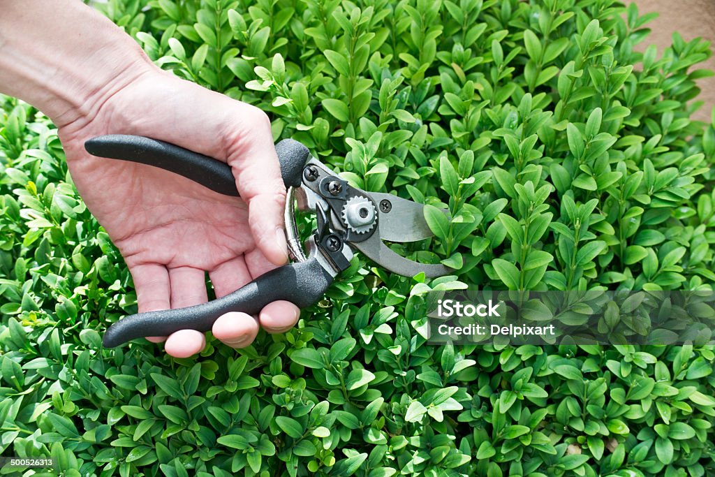 Trimming plants in summer, close up Close-up Stock Photo