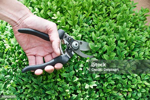 Trimming Plants In Summer Close Up Stock Photo - Download Image Now - Close-up, Cutting, Flower