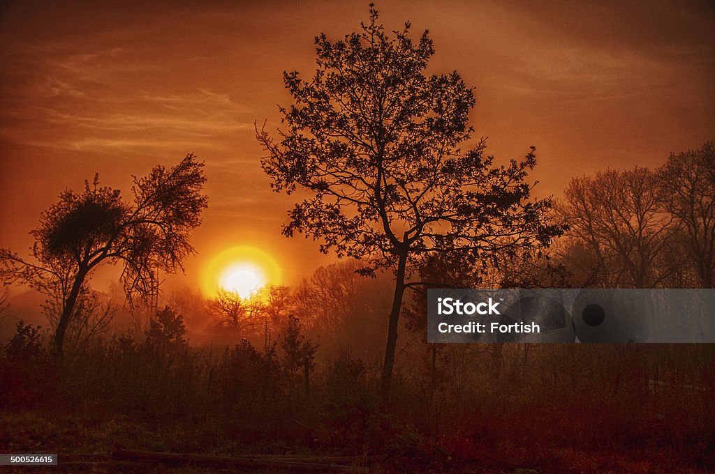 Forest in fog Forest in fog after sunrise Dawn Stock Photo