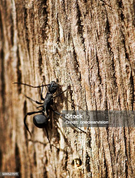 Black Ants Stock Photo - Download Image Now - Animal, Animal Antenna, Animal Body Part