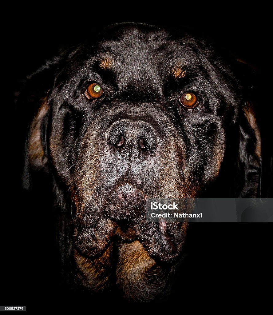 rottweiler retrato, fondo negro, imágenes en color - Foto de stock de Animal libre de derechos